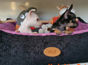 Puppies without pedigrees - Sold